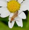 Oedemera podagrariae